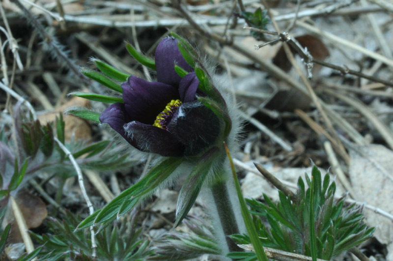 Pulsatilla montana